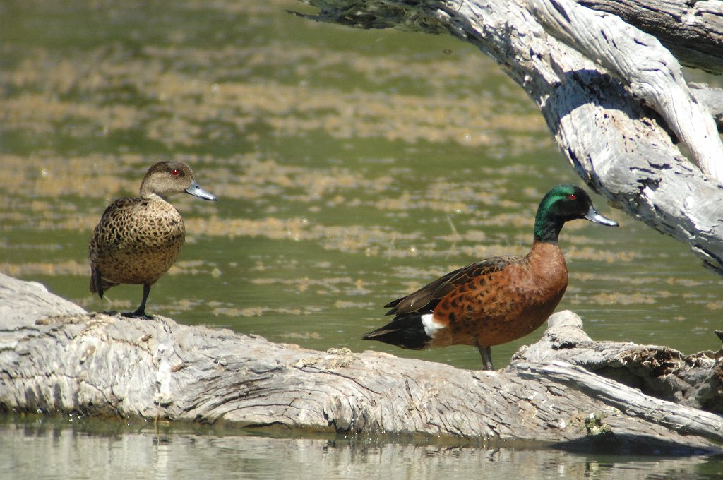 Duck, Chestnut Teal, 2008-01085413 Duck Lagoon, KI, AU.JPG - Chestnut Teal. Duck Lagoon, KI, AU, 1-8-2008